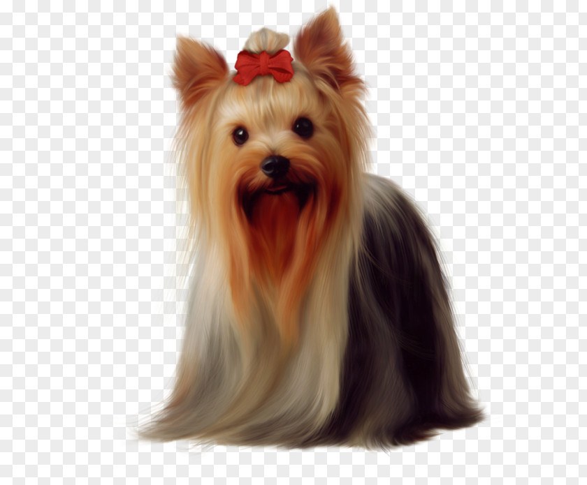 Long-haired Dog Wearing A Bow Yorkshire Terrier Golden Retriever Maltese Boston Puppy PNG