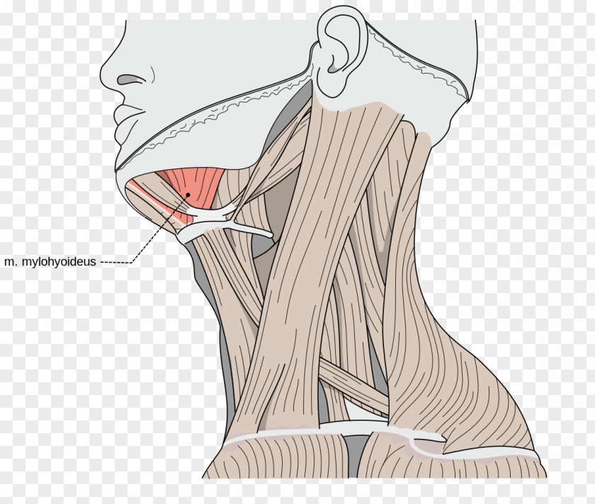 Muscles Mylohyoid Muscle Digastric Stylohyoid Hyoid Bone Omohyoid PNG