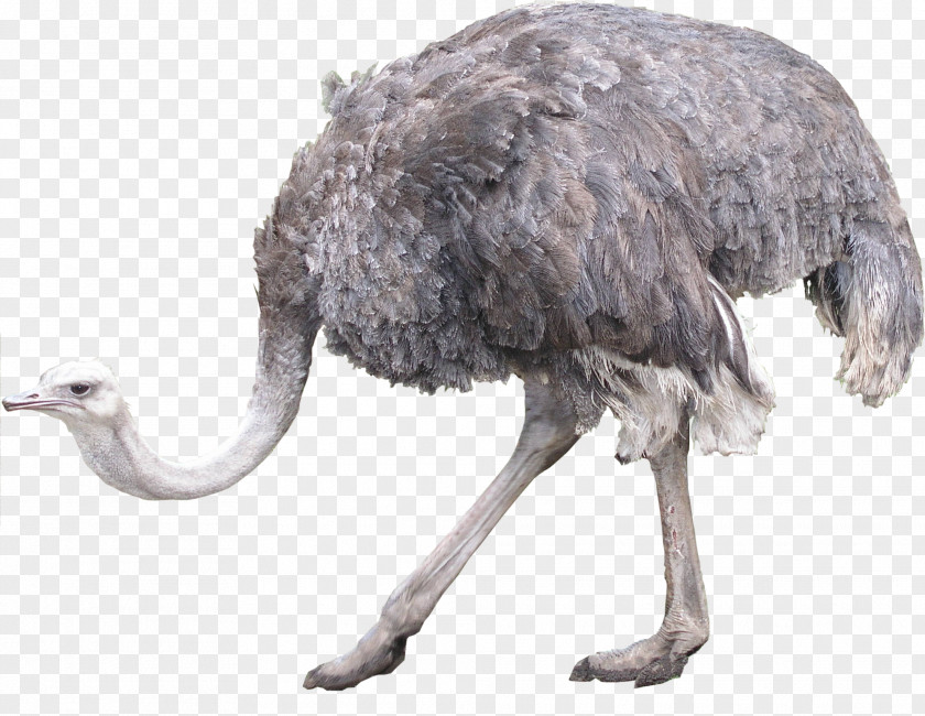 Ostrich Common Bird Icon PNG