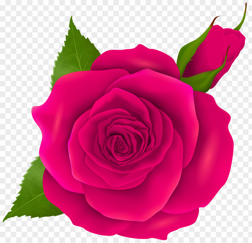 Pink Rose And Bud Transparent Clip Art Garden Roses Centifolia Rosa Chinensis Floribunda PNG