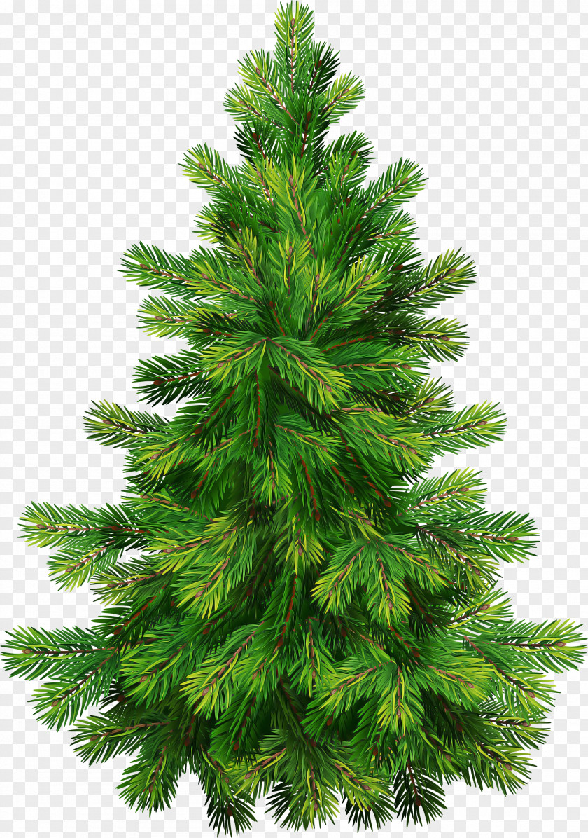 Shortleaf Black Spruce Columbian Balsam Fir Tree Sugar Pine PNG