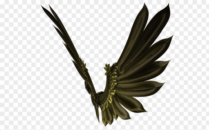 Wing Gold Beak PNG