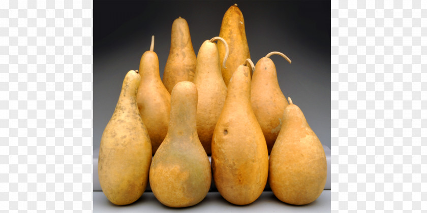 Bottle Gourd Cucurbita Root Vegetables Tuber PNG