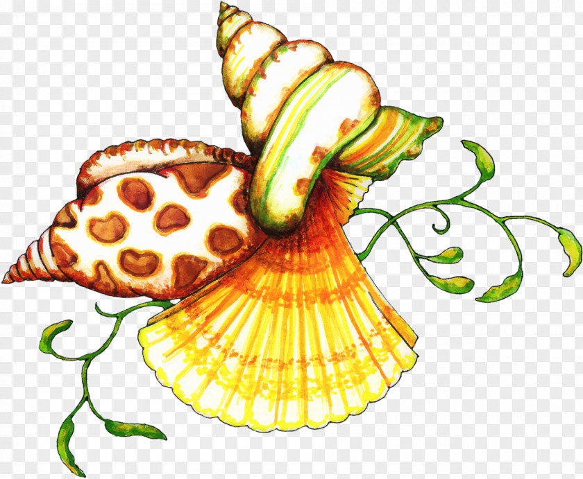 Clip Art Seashell Openclipart Free Content Image PNG