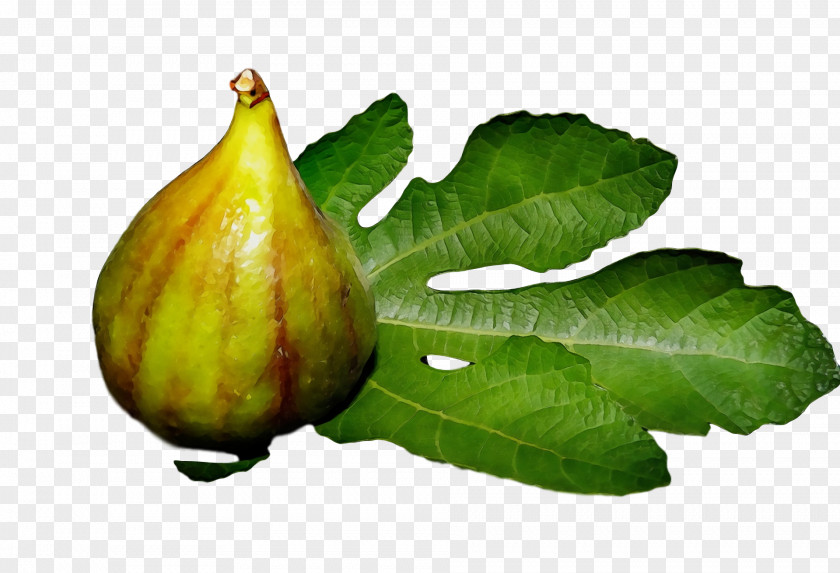 Common Fig Natural Foods Gourd Trees PNG