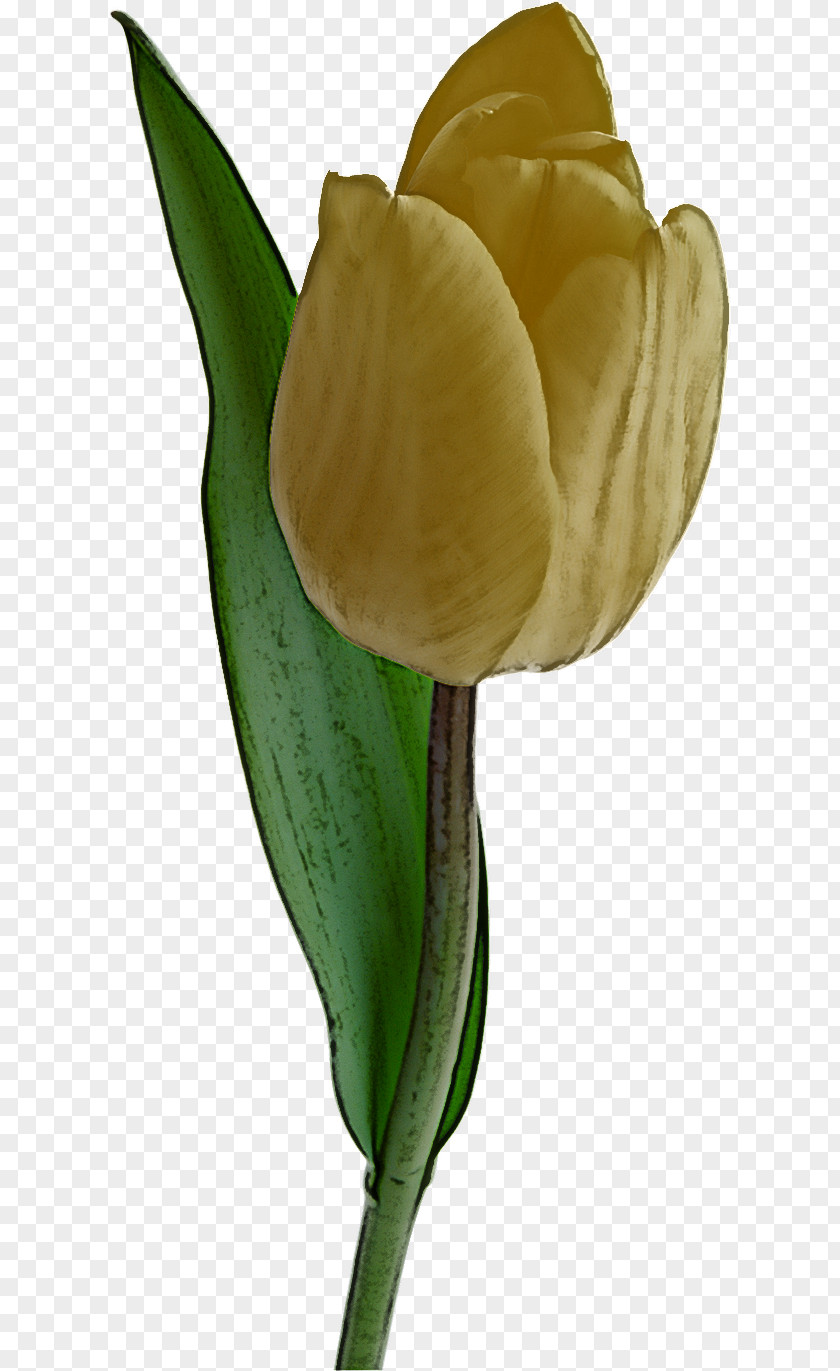 Flower Tulip Arum Plant Yellow PNG