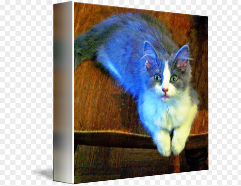 Kitten Whiskers Nebelung Fauna Tail PNG