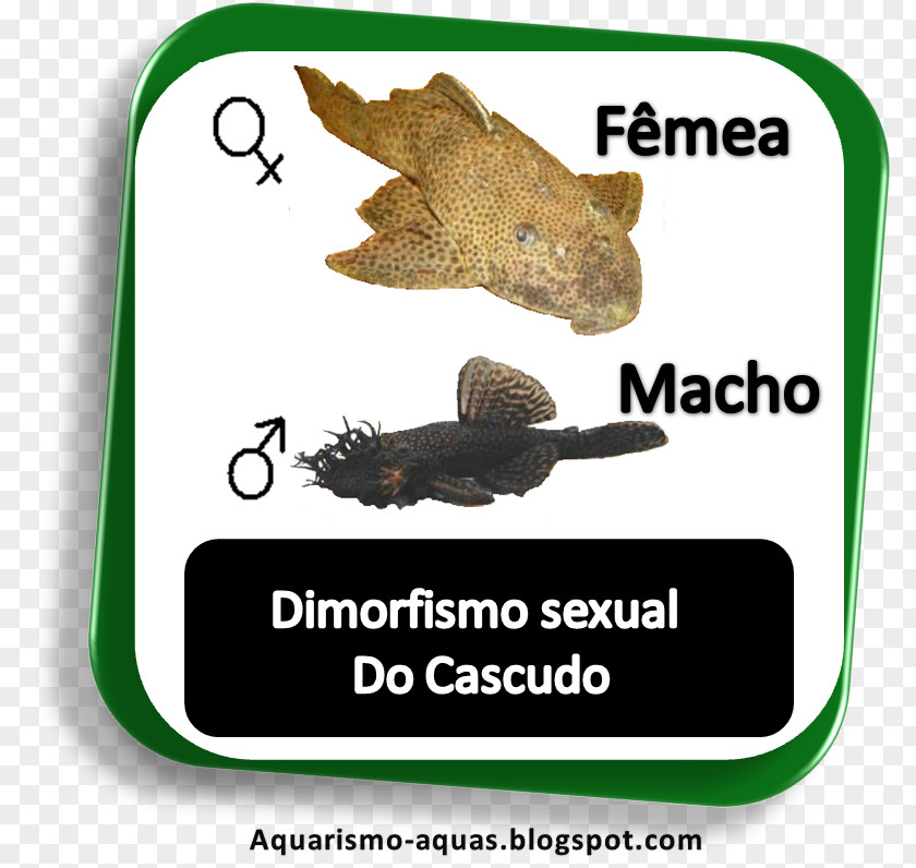 Peixes De Agua Doce Fauna Animal Font Text Messaging David Cage PNG