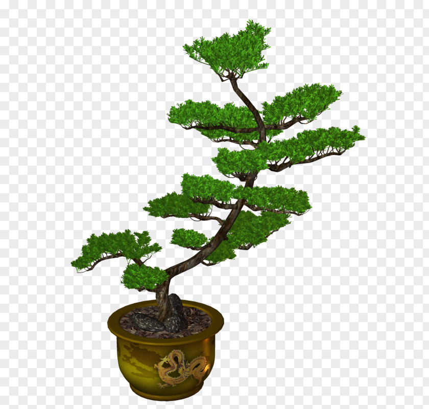 Tree Sageretia Theezans Flowerpot Ornamental Plant PNG