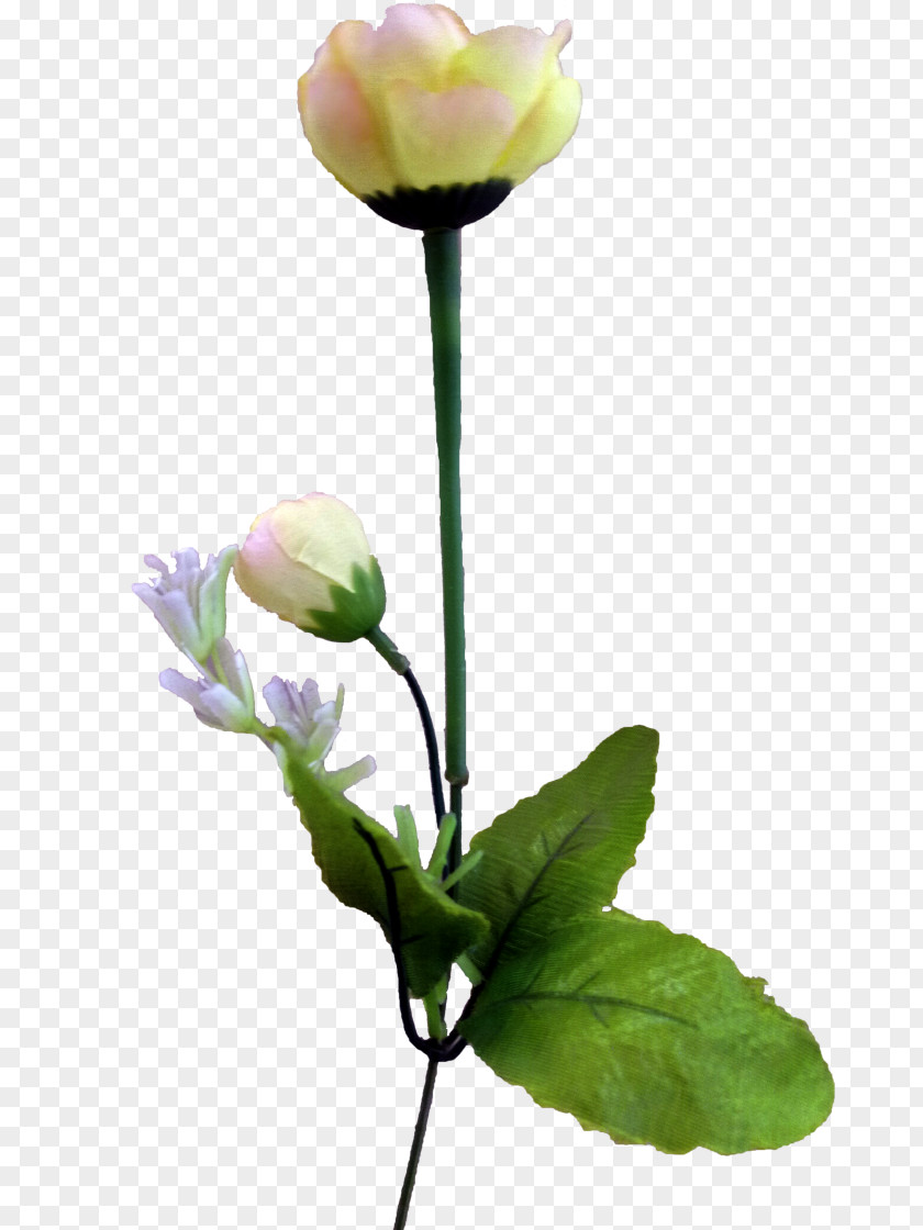 Tulip Flower Computer File PNG