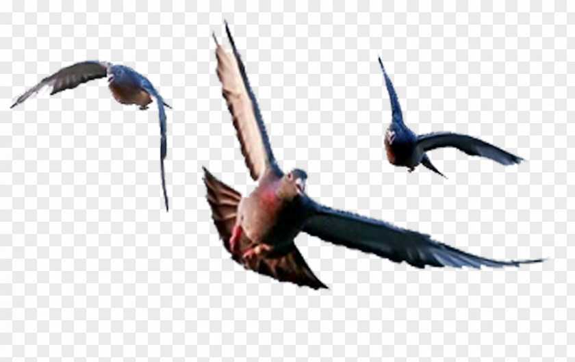 Feather Beak Swallow Fauna PNG