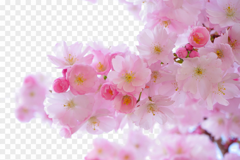 Pink Cherry Tree National Blossom Festival Flower PNG