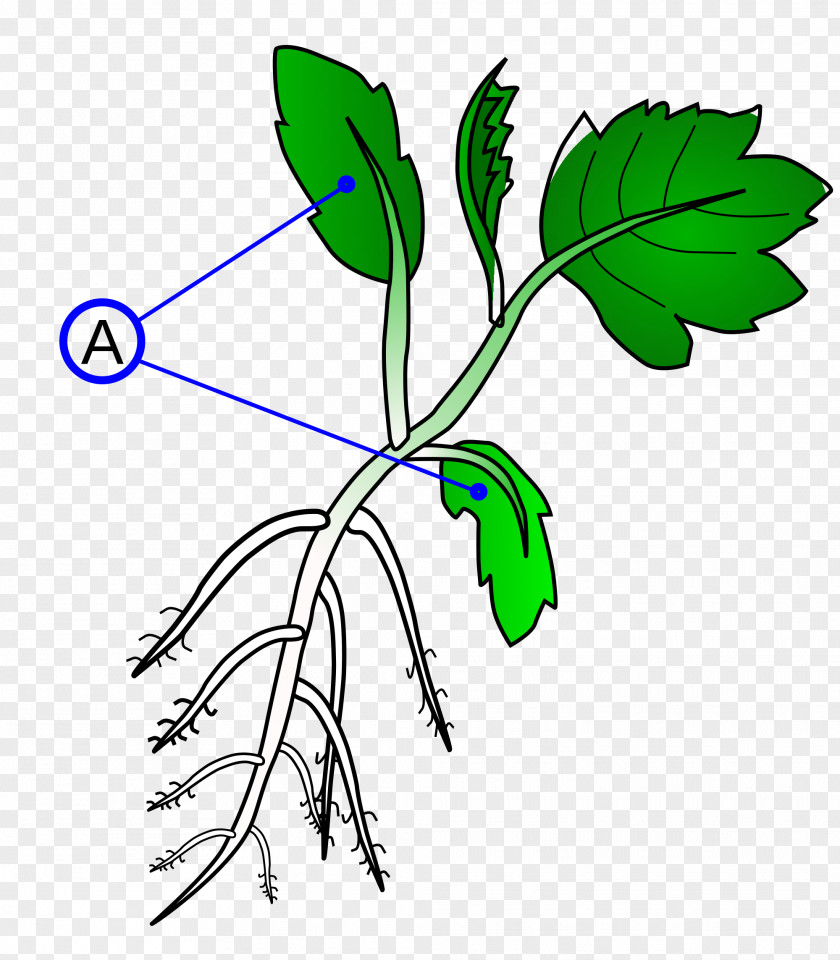 Plant Dicotyledon Branch Stem Monocotyledon PNG