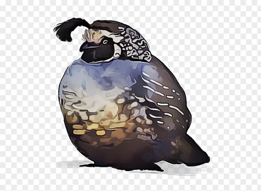 Quail Flightless Bird Beak PNG