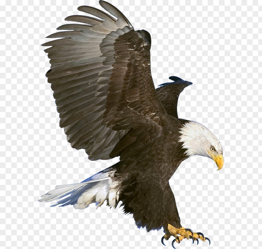 B. R. Ambedkar Eagle Flight Clip Art PNG