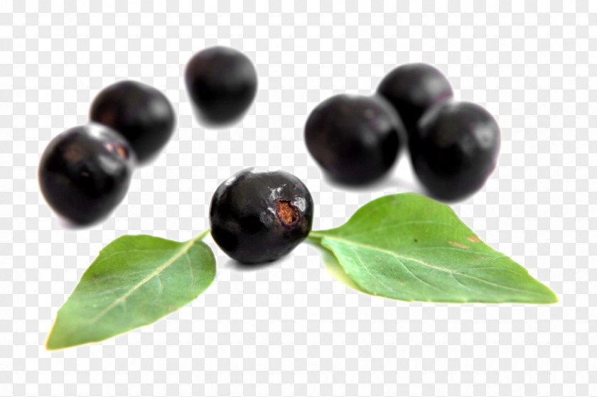 Berries Dietary Supplement Elderberry Antioxidant Superfood PNG