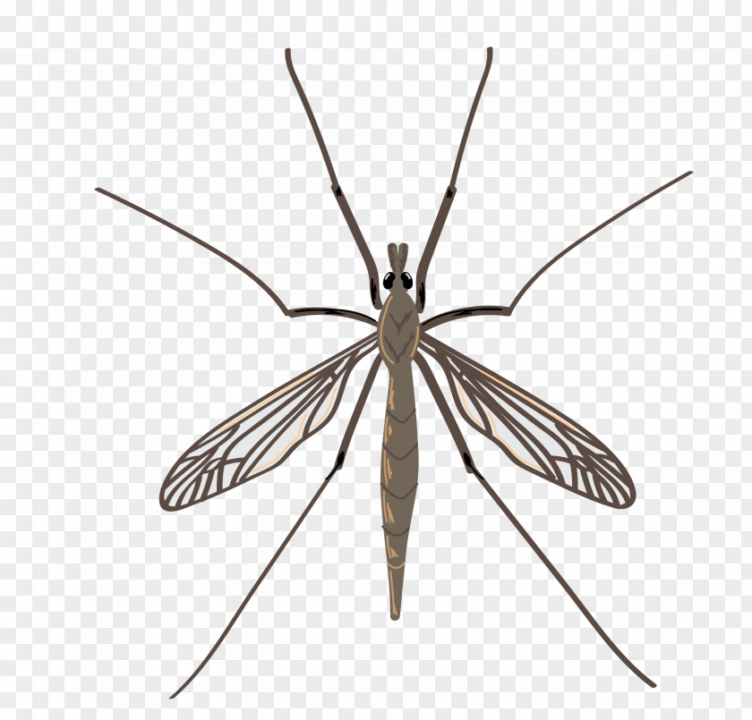 Crane Insect Fly Mosquito Pest Drain PNG