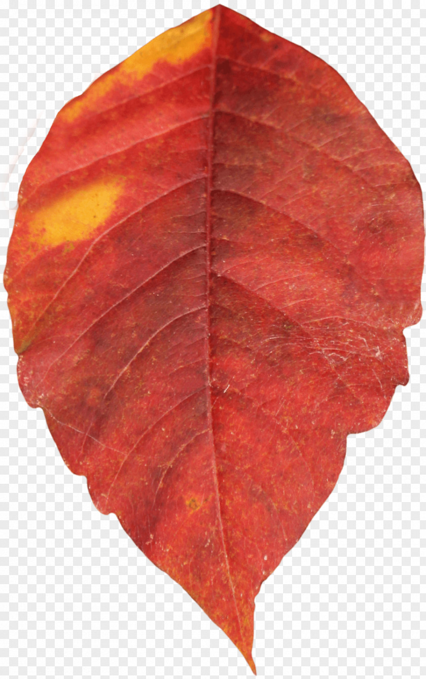 Red Autumn Leaf Color PNG