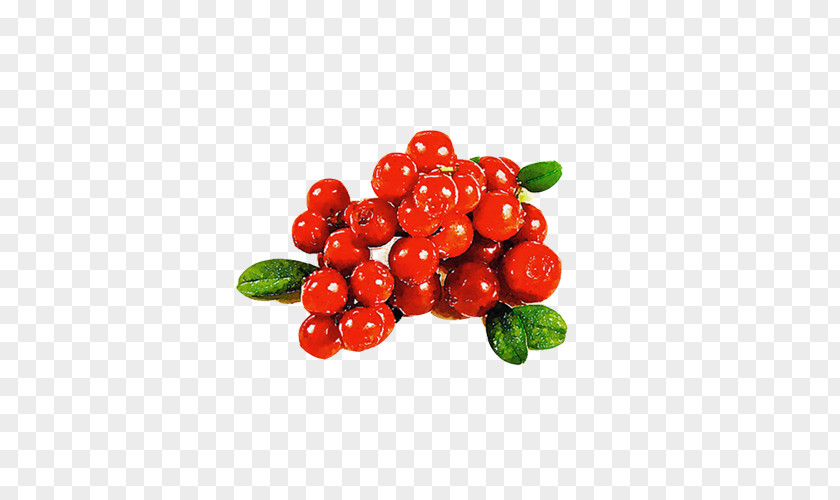 Red Berries Hand Painting Color Cranberry Auglis PNG