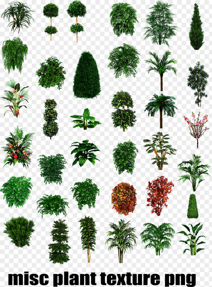 Shrubs Plan Shrub Tree Texture Mapping Plant PNG