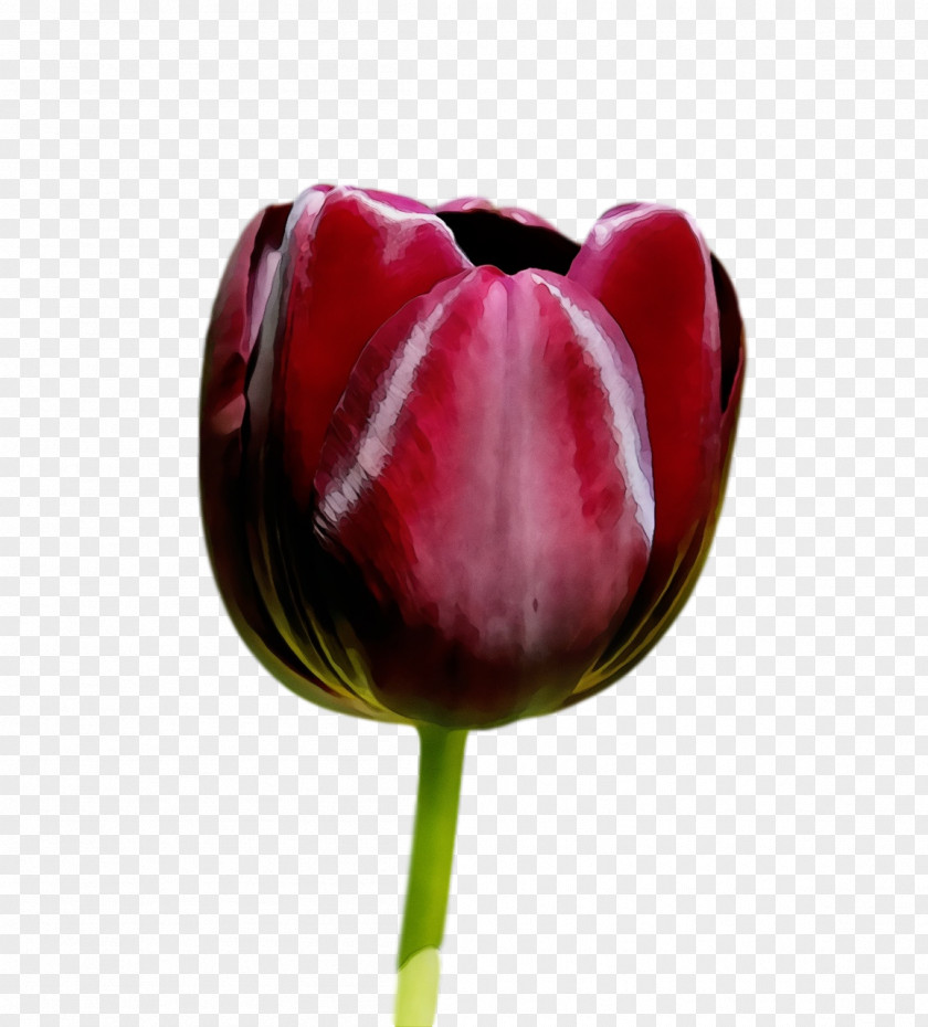 Tulip Flower Red Petal Plant PNG