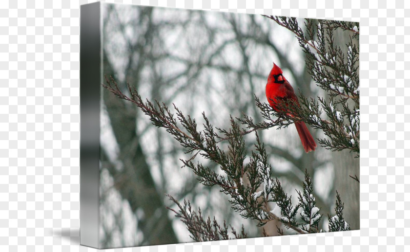 Winter Northern Cardinal Imagekind Art Snow PNG