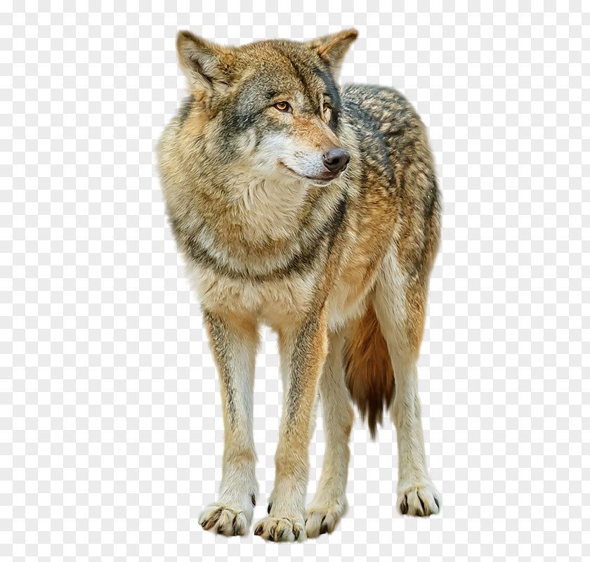 Wolf Pictures Saarloos Wolfdog Gray High-definition Television PNG