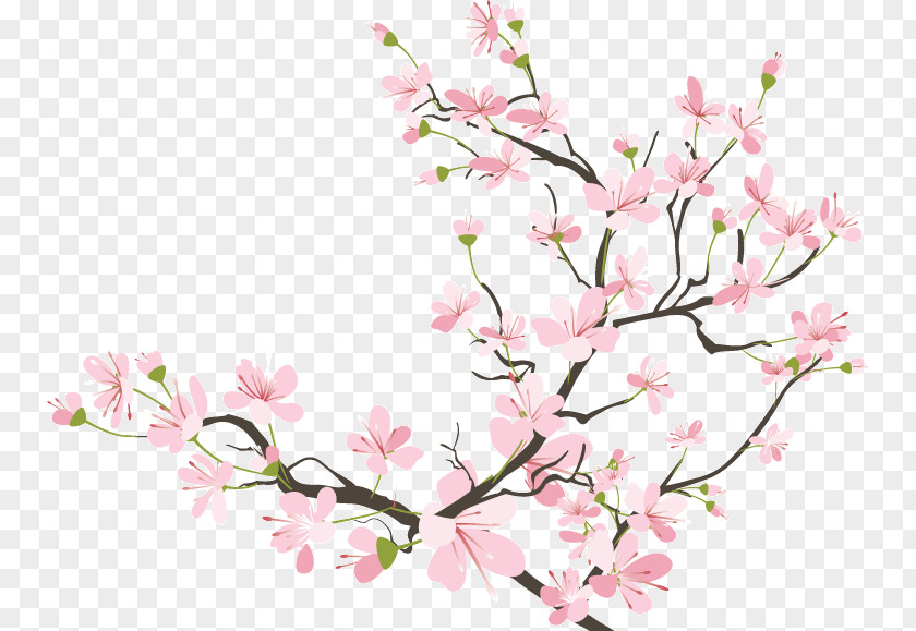 Cherry Blossom Drawing PNG