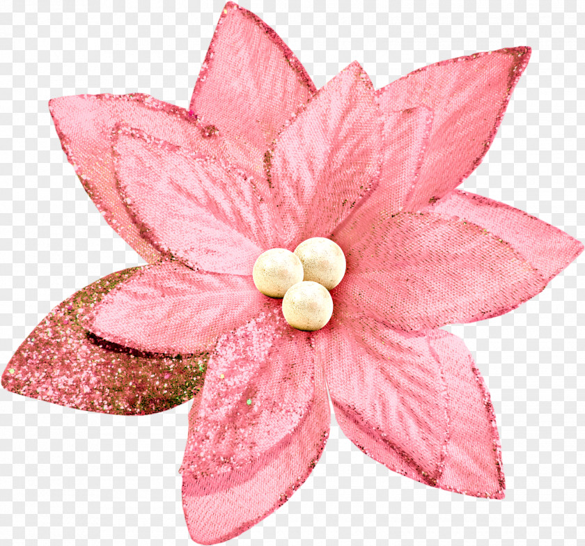 Christmas Pink Eve Festival Flower PNG