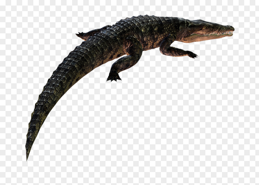 COCODRILO Blog Animal Crocodiles PhotoScape Caiman PNG