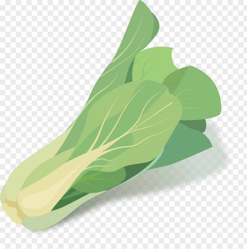 Hand-painted Vegetable Vector Cabbage Green PNG