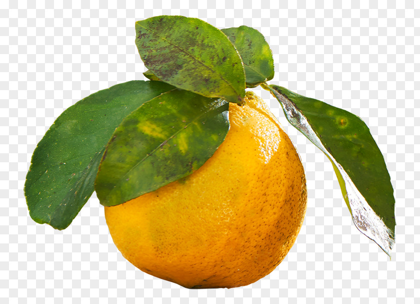 Lemon Clementine Mandarin Orange Rangpur Lime PNG