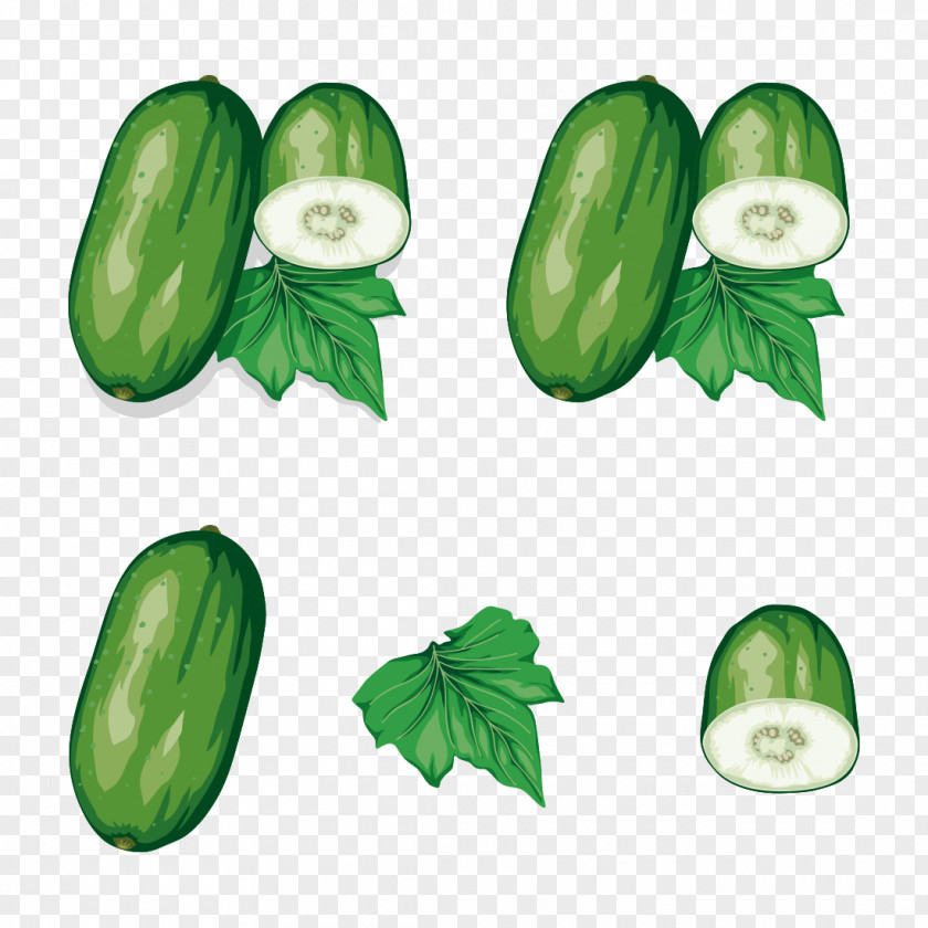 Cucumber Flowering Tea Vegetable Wax Gourd Vector Graphics PNG