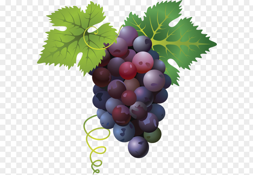 Grape Common Vine Clip Art PNG