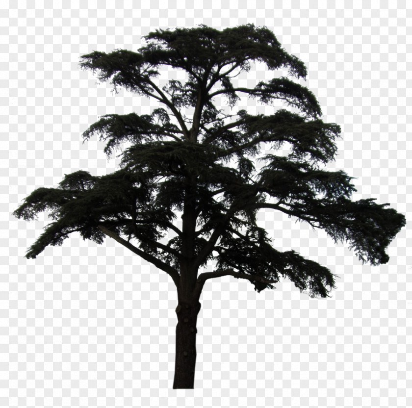 Pine Scots Plant Black And White Idea PNG