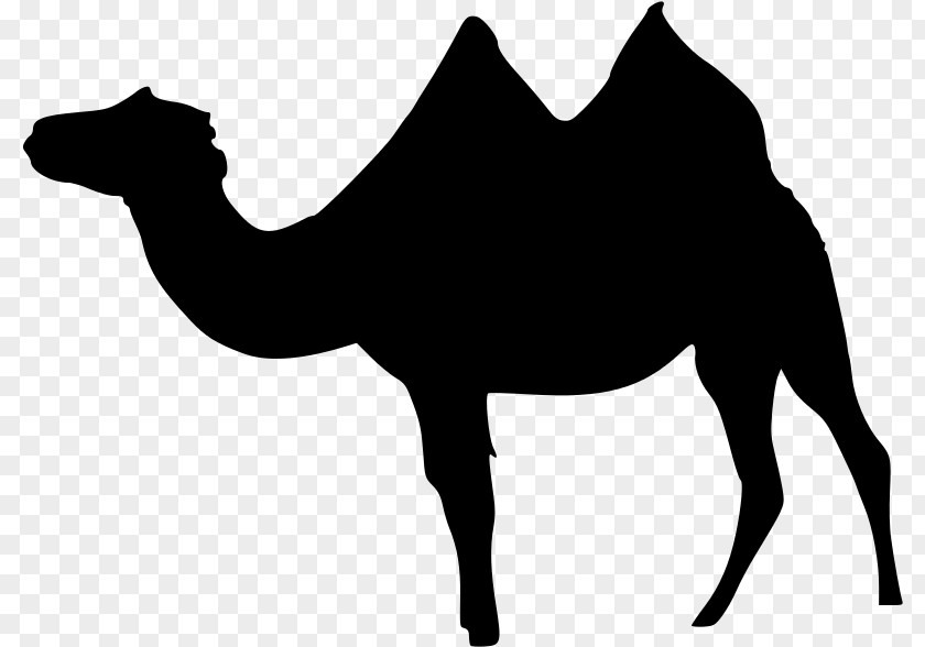 Dromedary Bactrian Camel Llama Wadi Rum Clip Art PNG