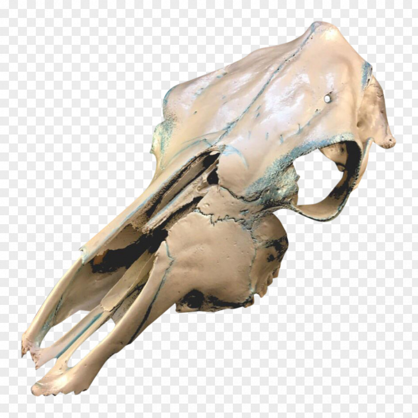 Hand Painted Skull Cattle Human Skeleton Organism PNG