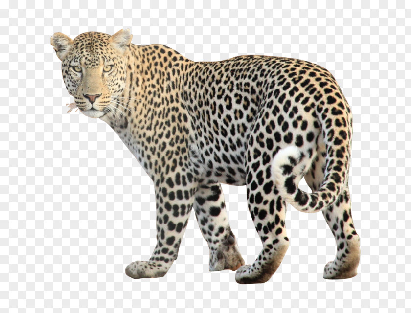 Jaguar Cheetah Leopard Clip Art PNG