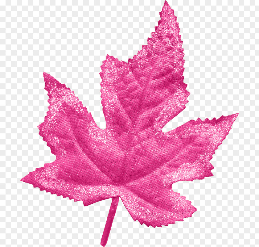 Leaf Maple Google Images PNG