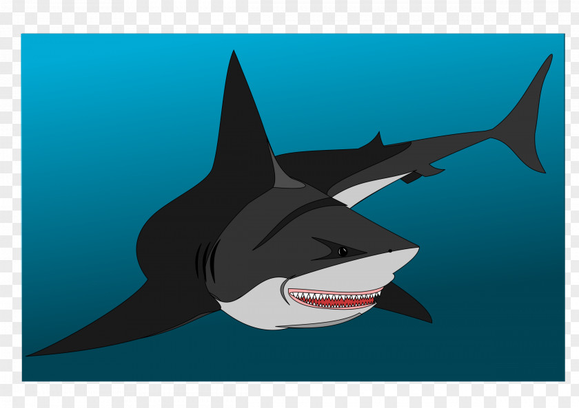 BABY SHARK Great White Shark Fish Drawing Chondrichthyes Lamniformes PNG