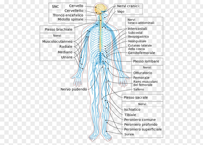 Brain Peripheral Nervous System Nerve Human Body Central PNG