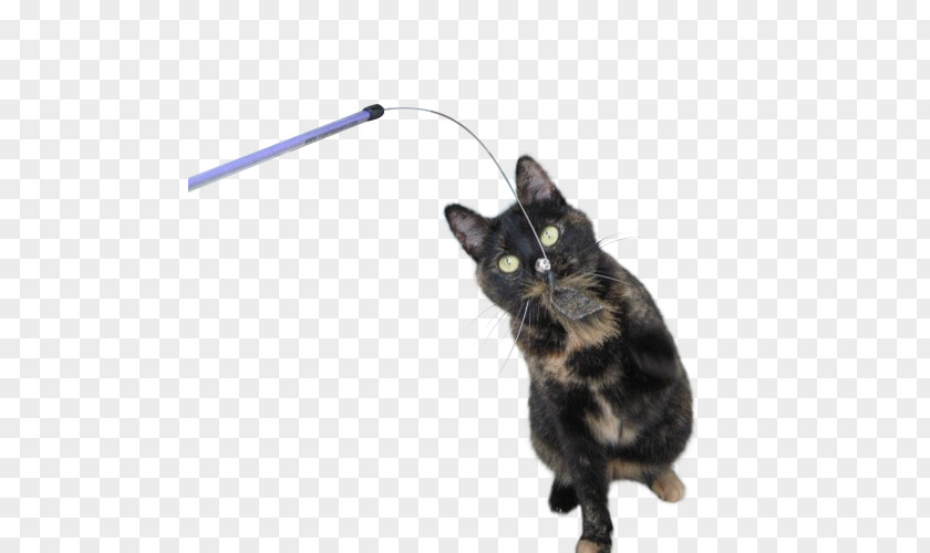 Cat Toy Black Kitten Toys Domestic Short-haired PNG