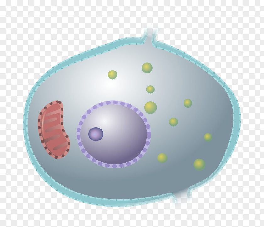 Dendritic Cell Reactome Biological Pathway Knowledge History Science PNG