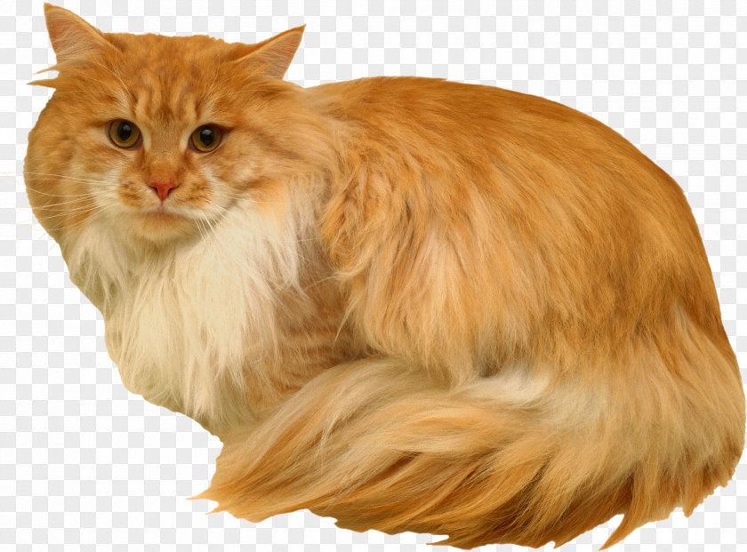 Kitten Maine Coon Norwegian Forest Cat Whiskers Siberian Cymric PNG