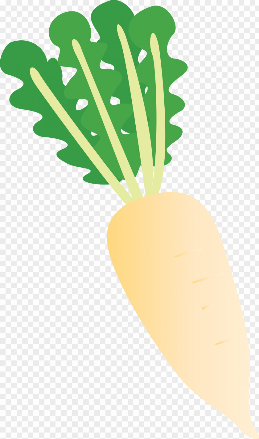 Radish PNG