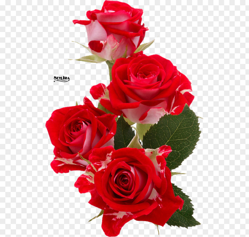 Rose Flower Bouquet Cut Flowers PNG
