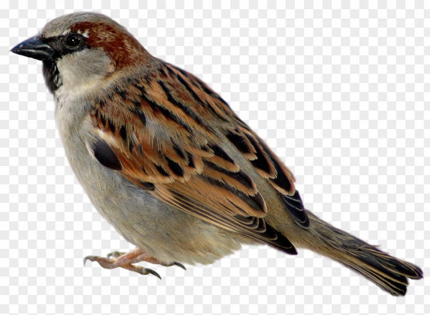 Sparrow Picture Clipart Icon PNG