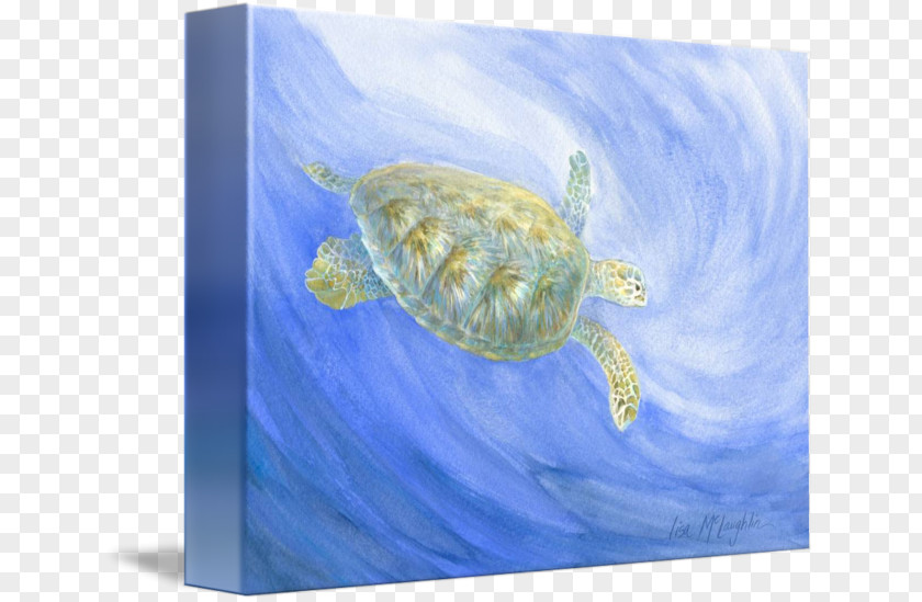 Turtle Loggerhead Sea Marine Biology Mammal PNG