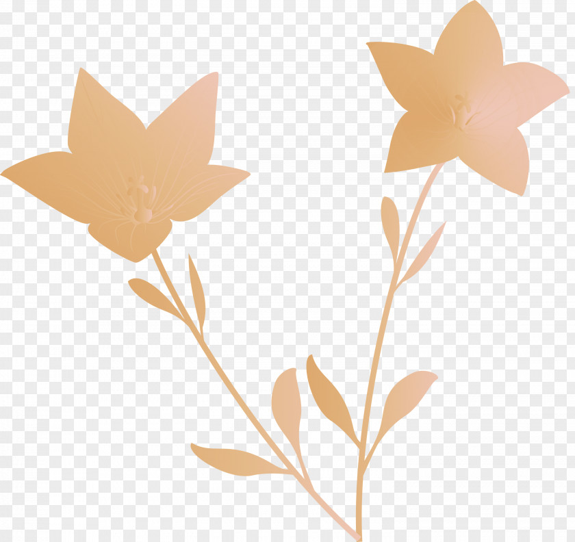 Balloon Flower PNG