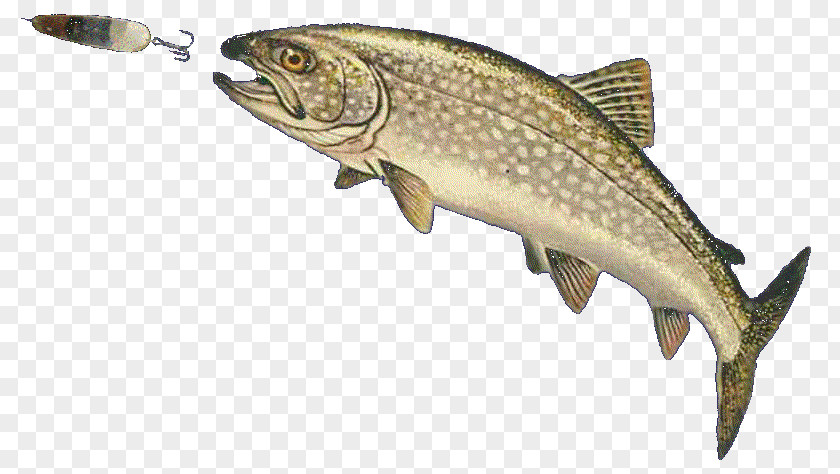 Fish Jumping Lake Trout Michigan Brook PNG